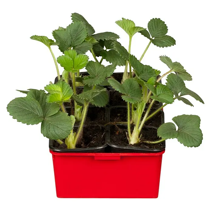 Piardino Erdbeere Korona - Fragaria x ananassa, 8 Stk., Erntezeit: Juni - Juli - Linke Seitenansicht
