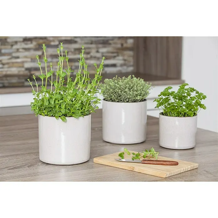 Piardino Bio Pfefferminze - Mentha x piperita - Stimmungsaufnahme