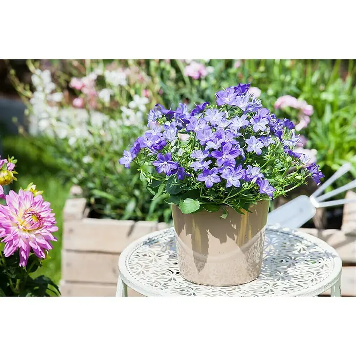 Piardino Glockenblume Ambella Purple - Campanula portenschlagiana, Topfgröße: 12 cm, Violett - Stimmungsaufnahme