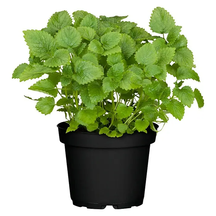 Piardino Zitronenmelisse Bio - Melissa officinalis Relax, Topfgröße: 12 cm - Vorderansicht