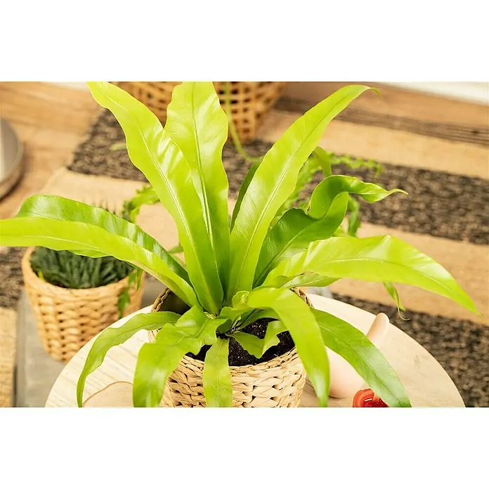 Piardino Nestfarn Leslie - Asplenium antiquum Leslie, Topfgröße: 12 cm, Grün - Detailaufnahme