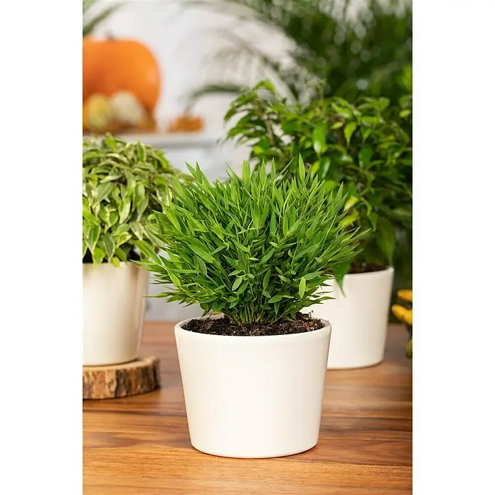 Piardino Zimmerbambus Monica - Pogonatherum panicum 'Monica', Topfgröße: 12 cm - Stimmungsaufnahme