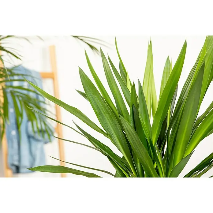 Piardino Palmlilie - Yucca elephantipes Maya Tree, Topfgröße: 21 cm - Detailaufnahme