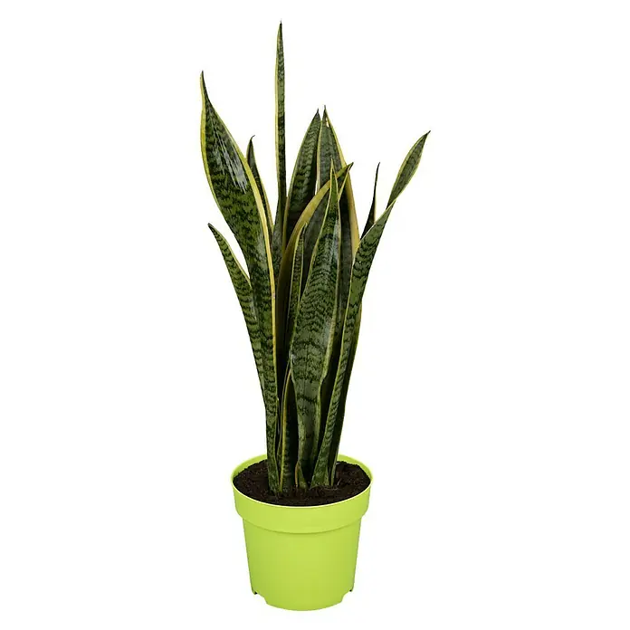 Piardino Bogenhanf - Sansevieria trifasciata, Topfgröße: 17 cm, Blattfarbe: Gelb/Grün - Vorderansicht