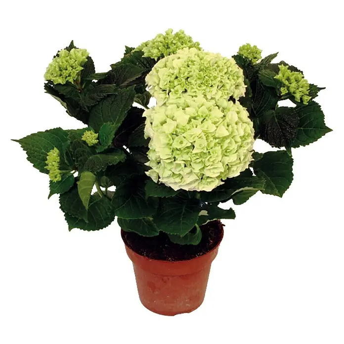 Piardino Bauernhortensie - Hydrangea macrophylla, Topfgröße: 10 cm, Weiß - Vorderansicht