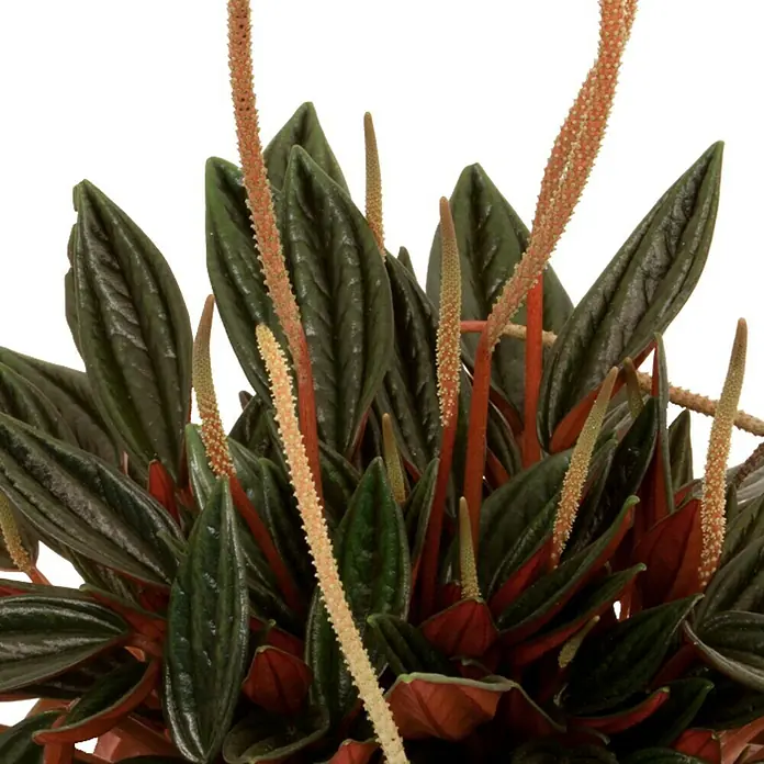 Piardino Peperomia - Peperomia caperata Rosso, Tamaño de maceta: 12 cm, Verde oscuro/Rojo púrpura - Primer plano