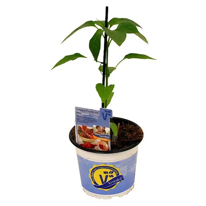 Piardino Peperoni Veredelt - Capsicum annuum Orias F1, 12 cm, Erntezeit: Juni - Oktober - Vorderansicht