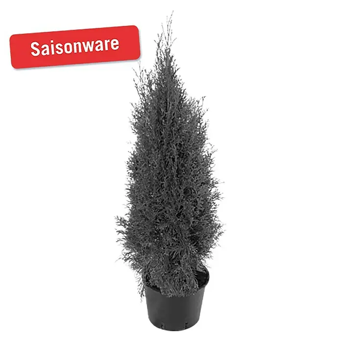 Piardino Lebensbaum - Thuja occidentalis 'Smaragd'