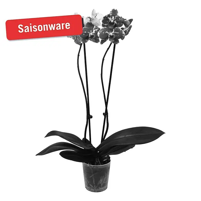 Piardino Schmetterlingsorchidee - Phalaenopsis Hybride Phantom, Topfgröße: 12 cm, Rot/Weiß, Anzahl Triebe: 2 Stk., Aufrecht - Vorderansicht