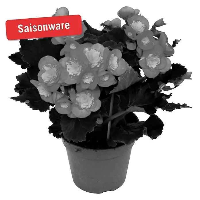 Piardino Begonie - Begonia elatior Valentino Pink, Topfgröße: 14 cm, Zweifarbig - Vorderansicht