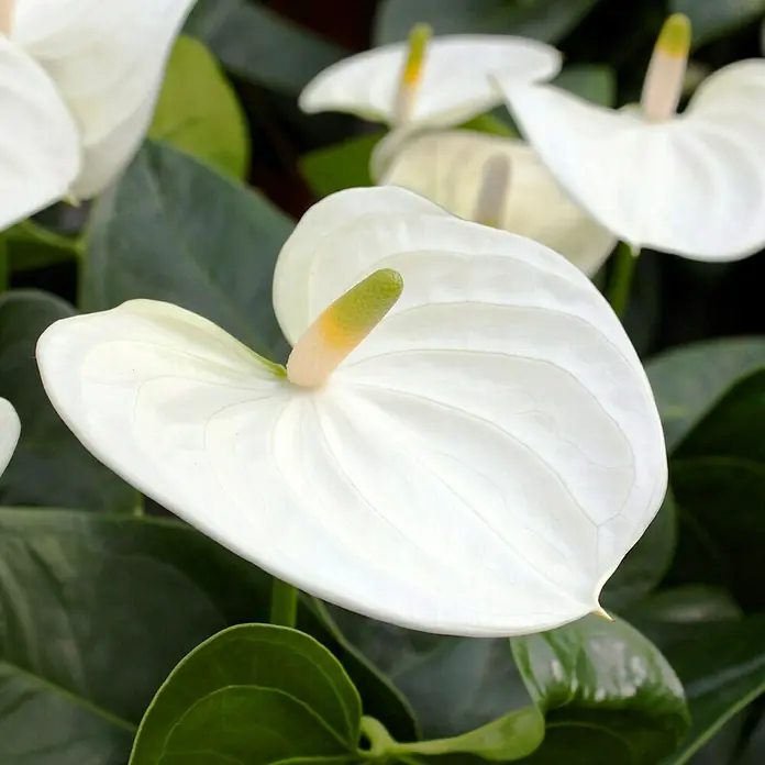Piardino Flamingoblume - Anthurium x andreanum, Topfgröße: 12 cm, Weiß - Detailaufnahme