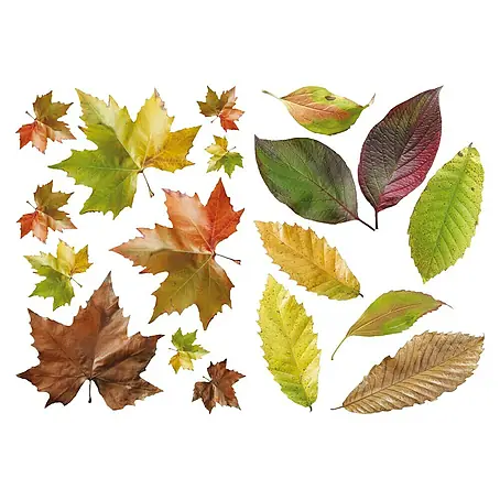 Adhesivos decorativos Hojas grandes