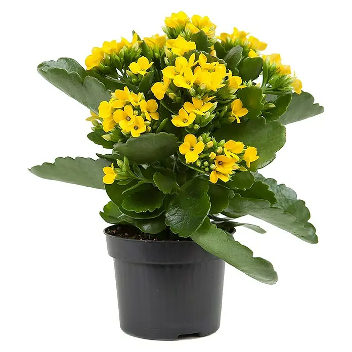 Piardino Flammendes Käthchen - Kalanchoe blossfeldiana, Topfgröße: 10,5 cm, Gelb - Vorderansicht
