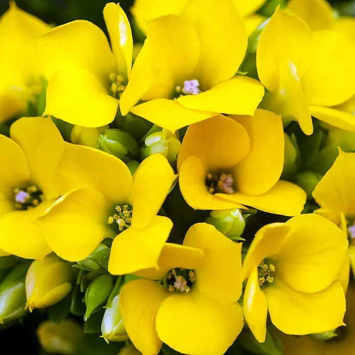 Piardino Flammendes Käthchen - Kalanchoe blossfeldiana, Topfgröße: 10,5 cm, Gelb