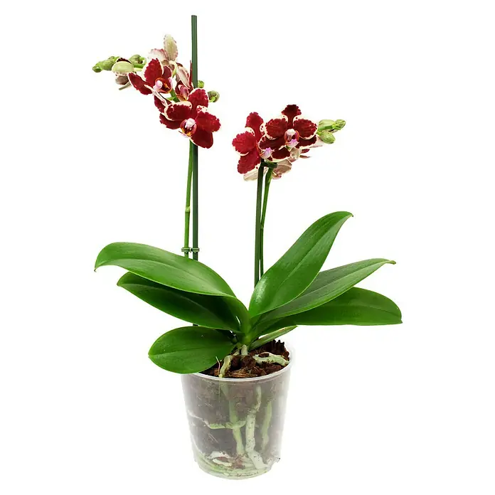 Piardino Schmetterlingsorchidee - Phalaenopsis Hybride Multiflora, Topfgröße: 12 cm, Gelb, Anzahl Triebe: 2 Stk., Aufrecht - Vorderansicht