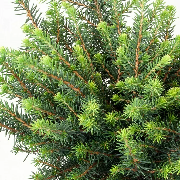 Piardino Serbische Kugelfichte - Picea omorika 'Karel' - Detailaufnahme