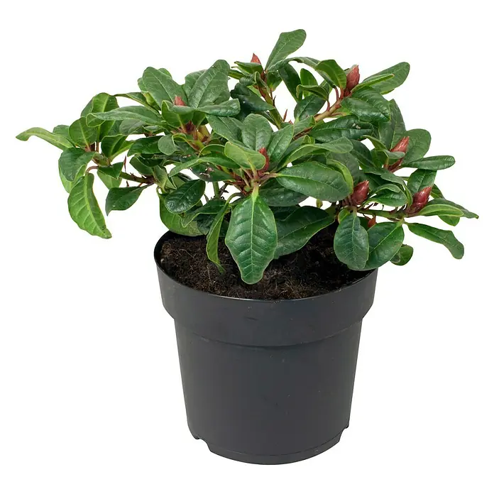 Piardino Zwergrhododendron - Rhododendron repens Scarlet Wonder, Rot - Vorderansicht