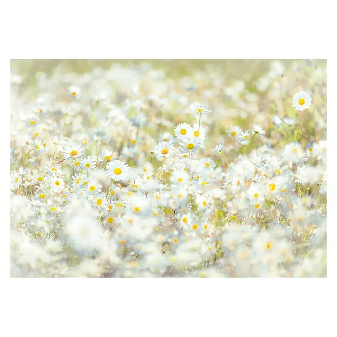 Komar Imagine Edition 3 - Stories Foto tapeta Daisies - 8 -dij., Š x V: 368 x 254 cm, Papir - Pogled sprijeda