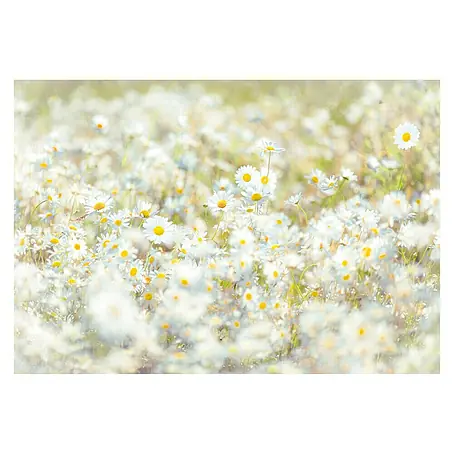 Komar Imagine Edition 3 - Stories Foto tapeta Daisies