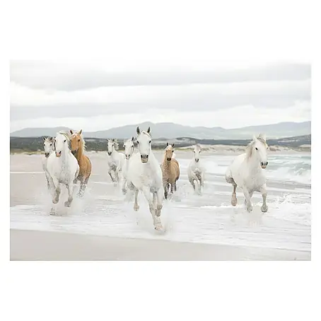 Komar  Foto tapeta White Horse