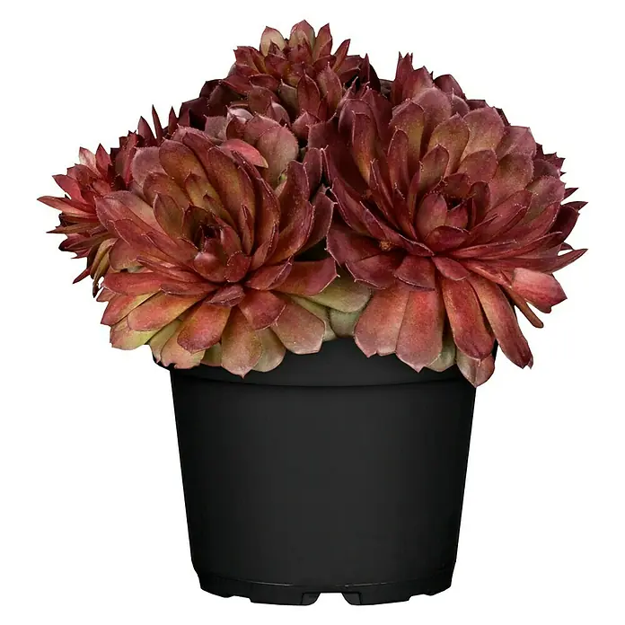 Piardino Hauswurz - Sempervivum, Topfgröße: 14 cm, Rot - Vorderansicht