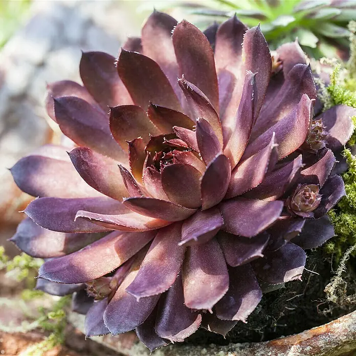 Piardino Hauswurz - Sempervivum, Topfgröße: 14 cm, Rot - Stimmungsaufnahme