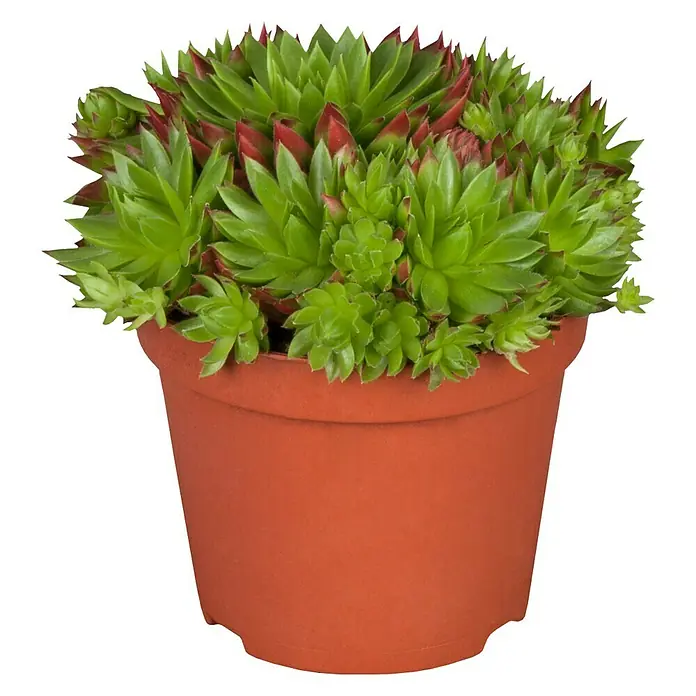 Piardino Hauswurz - Sempervivum, Topfgröße: 9 cm, Grün - Vorderansicht