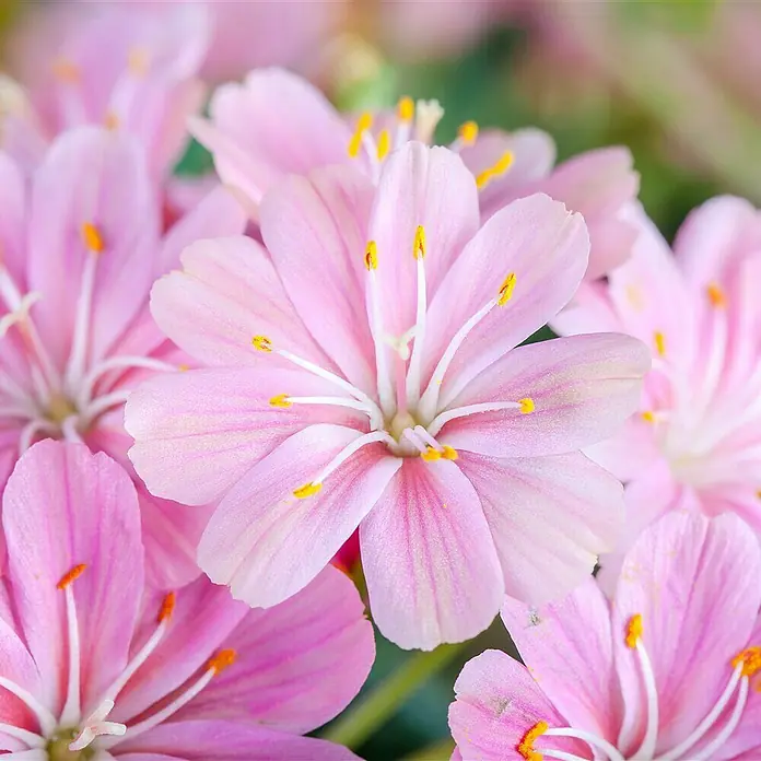 Piardino Gewöhnliche Bitterwurz - Lewisia cotyledon, Topfgröße: 13 cm, Sortenabhängig - Detailaufnahme