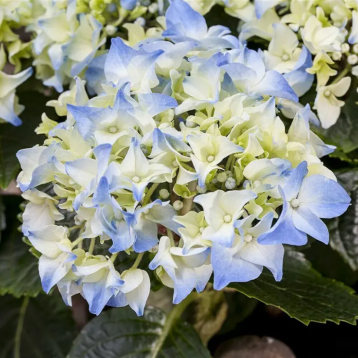 Piardino Bauernhortensie - Hydrangea macrophylla, Topfgröße: 13 cm, Blau - Detailaufnahme