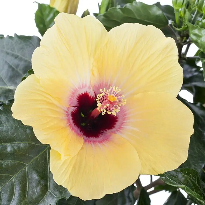 Piardino Garteneibisch - Hibiscus sinensis, Topfgröße: 13 cm, Gelb - Detailaufnahme