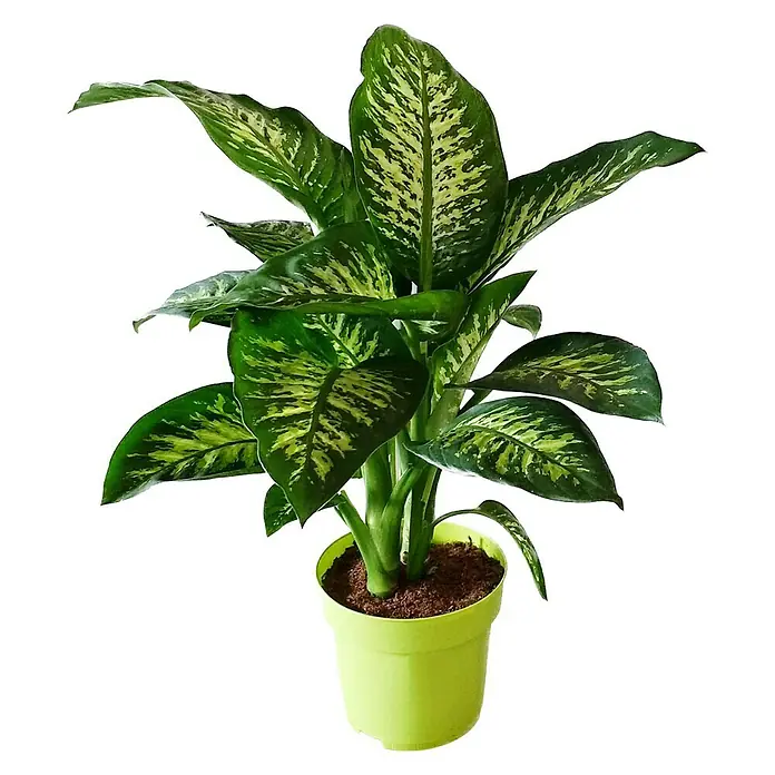 Piardino Dieffenbachie Tropic Snow - Dieffenbachia seguine Tropic Snow, Topfgröße: 24 cm, Blattfarbe: Bunt - Vorderansicht