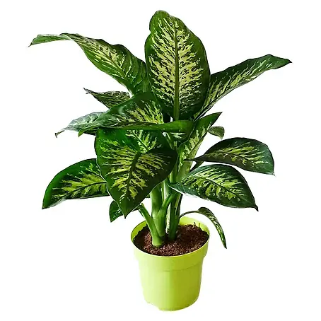 Piardino  Dieffenbachie Tropic Snow