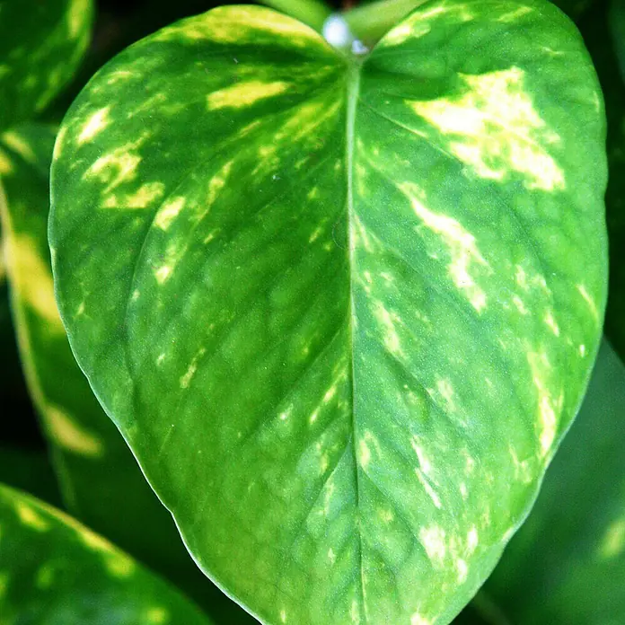 Piardino Efeutute - Epipremnum aureum, Topfgröße: 24 cm - Detailaufnahme