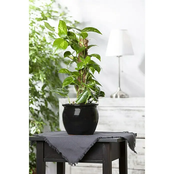 Piardino Efeutute - Epipremnum aureum, Topfgröße: 24 cm - Stimmungsaufnahme