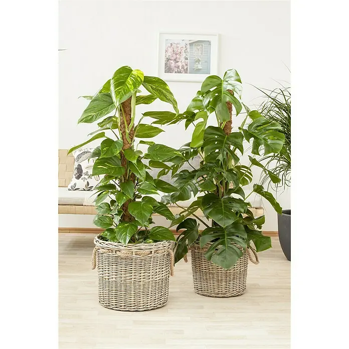 Piardino Fensterblatt am Moosstab - Monstera deliciosa, Topfgröße: 24 cm - Stimmungsaufnahme