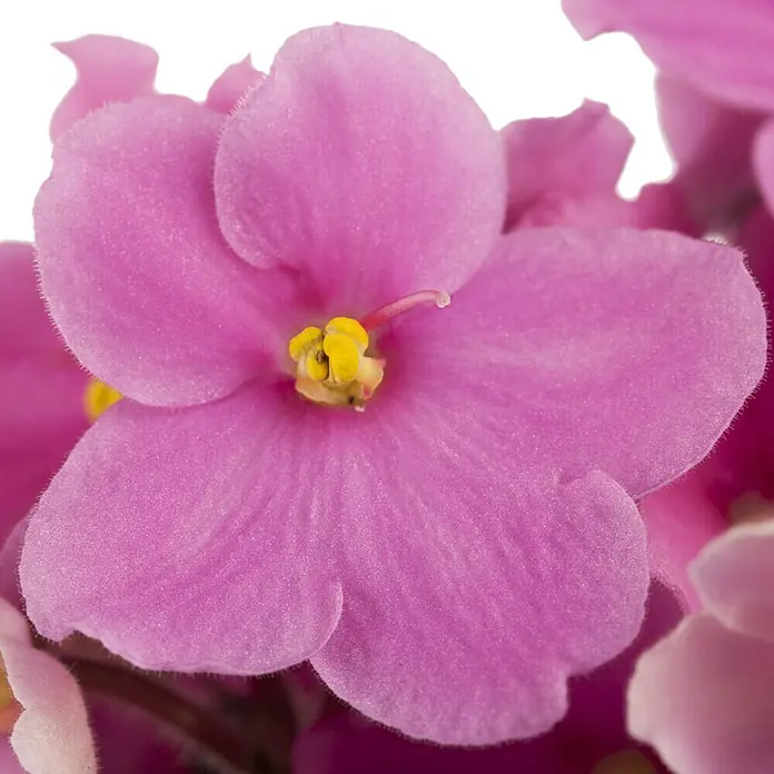 Piardino Violeta africana - Saintpaulia ionantha, Tamaño de maceta: 12 cm, Color de flor: Dependiendo de la variedad - Primer plano