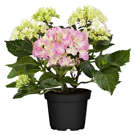 Piardino  Bauernhortensie