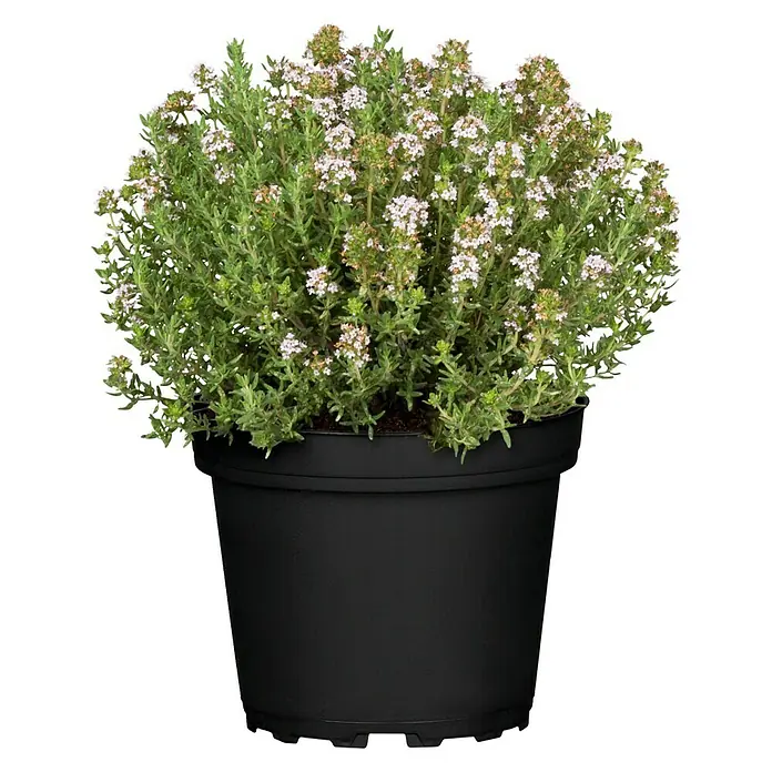 Piardino Bio Echter Thymian Bio - Thymus vulgaris - Vorderansicht