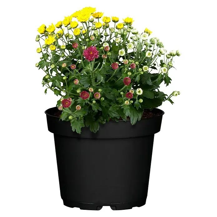 Piardino Crisantemo - Dendranthema multiflora Trio, Multicolor, Blanco, Amarillo, Rojo