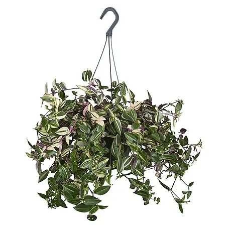Piardino  Tradescantia zebrina
