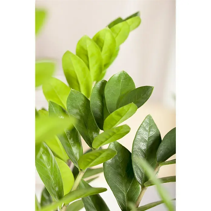 Piardino Glücksfeder - Zamioculcas zamiifolia, Topfgröße: 24 cm - Detailaufnahme