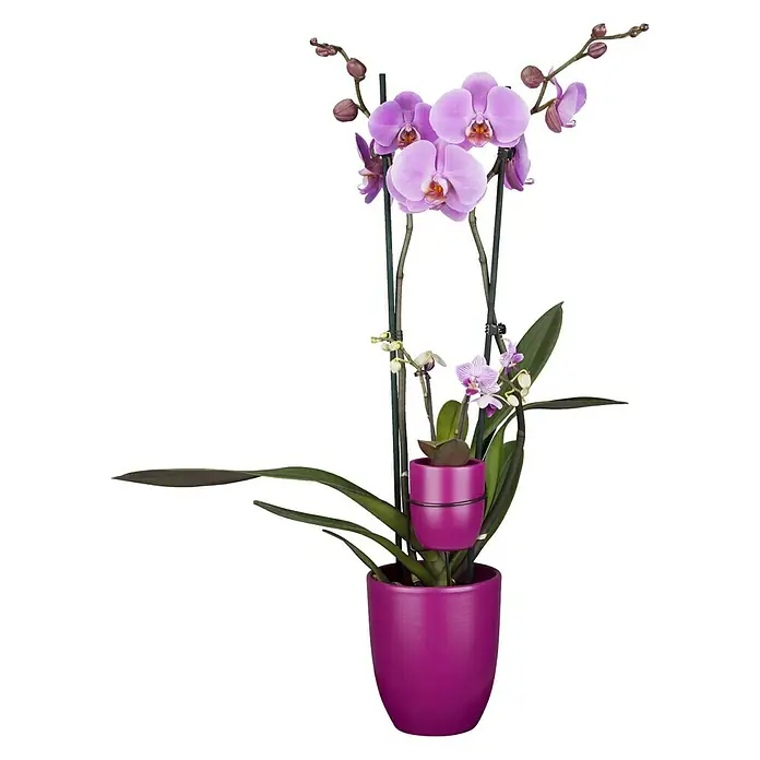 Piardino Schmetterlingsorchidee Mutter mit Kind - Phalaenopsis x Hybride, Topfgröße: 12 cm, Rosa, Anzahl Triebe: 2 Stk., Aufrecht - Vorderansicht