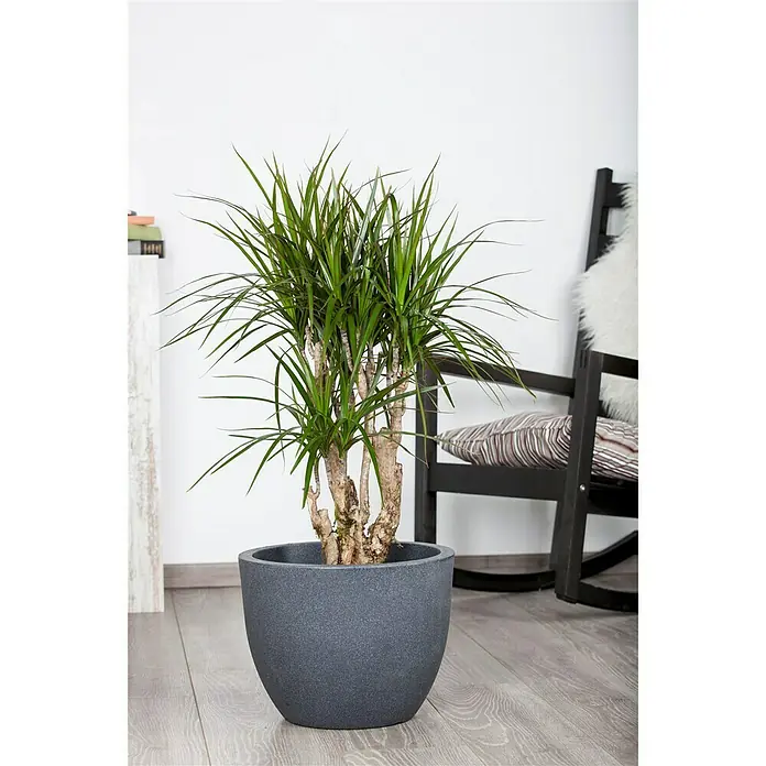 Piardino Drachenbaum - Dracaena marginata, Topfgröße: 24 cm, Blattfarbe: Grün/Rot - Stimmungsaufnahme