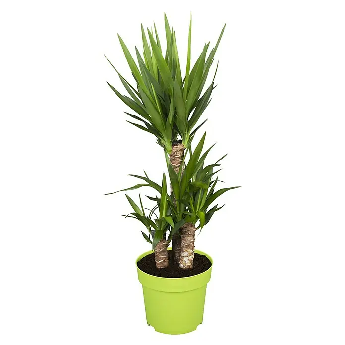 Piardino Palmlilie - Yucca elephantipes, Topfgröße: 21 cm, 3 Stämme gestuft - Vorderansicht