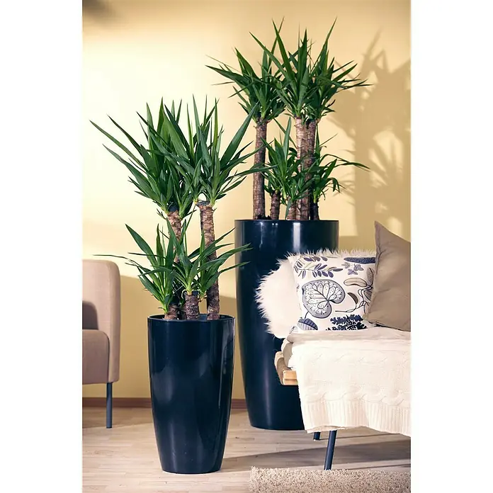 Piardino Palmlilie - Yucca elephantipes, Topfgröße: 21 cm, 3 Stämme gestuft - Stimmungsaufnahme