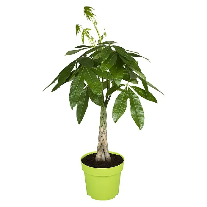 Piardino Glückskastanie - Pachira aquatica, Topfgröße: 21 cm - Vorderansicht