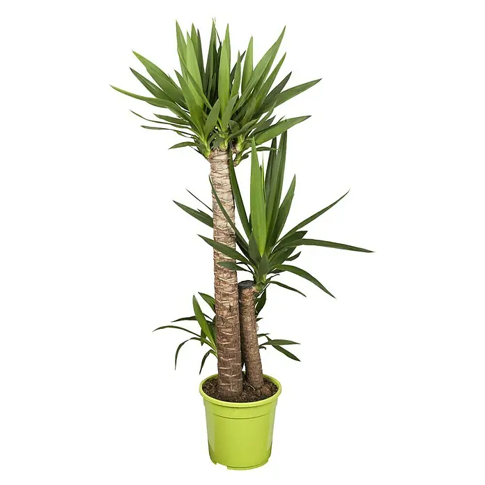Piardino Palmlilie - Yucca elephantipes, Topfgröße: 24 cm, 3 Stämme gestuft - Vorderansicht