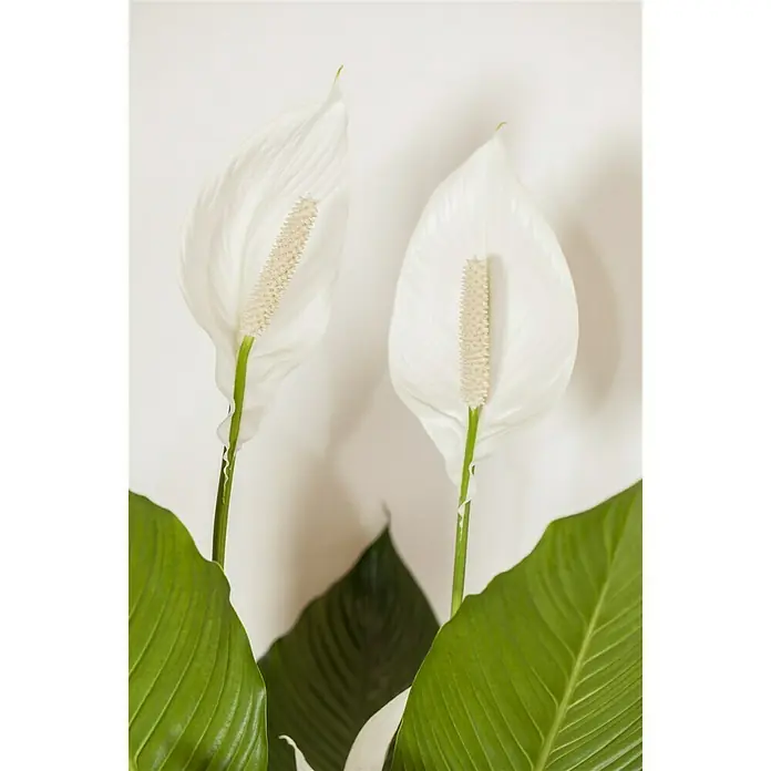 Piardino Blattfahne - Spathiphyllum floribundum, Topfgröße: 24 cm - Detailaufnahme