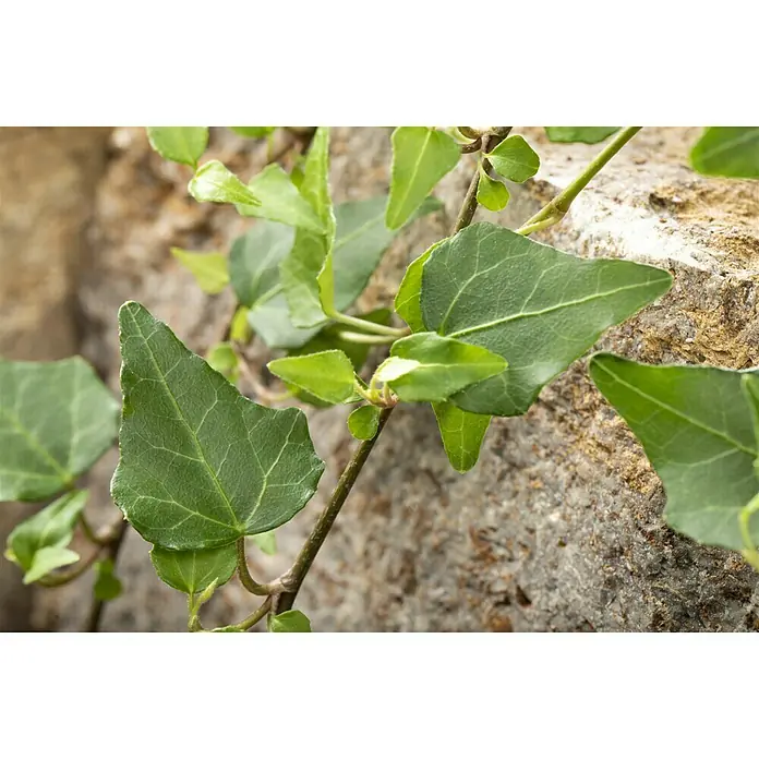 Piardino Efeu - Hedera helix, Topfgröße: 13 cm, Dunkelgrün - Detailaufnahme