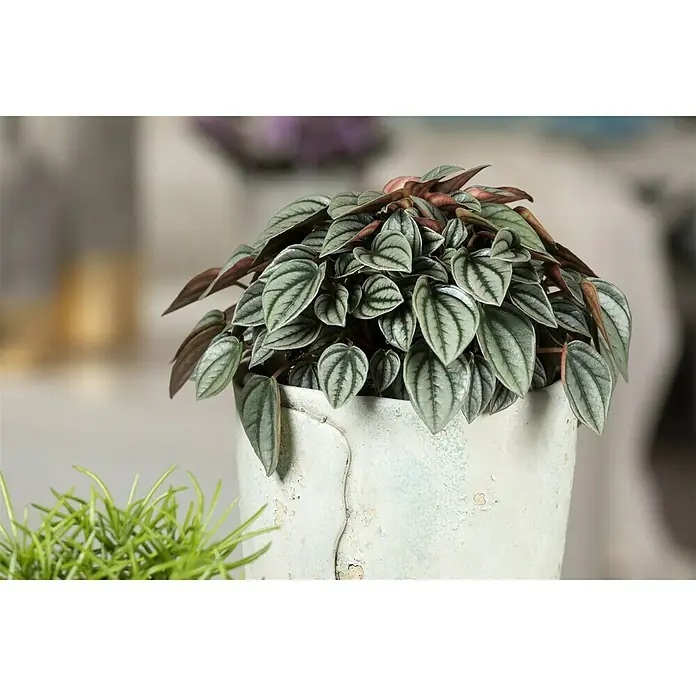 Piardino Zwergpfeffer - Peperomia caperata Napoli Nights, Topfgröße: 12 cm, Blattfarbe: Dunkelgrün - Detailaufnahme